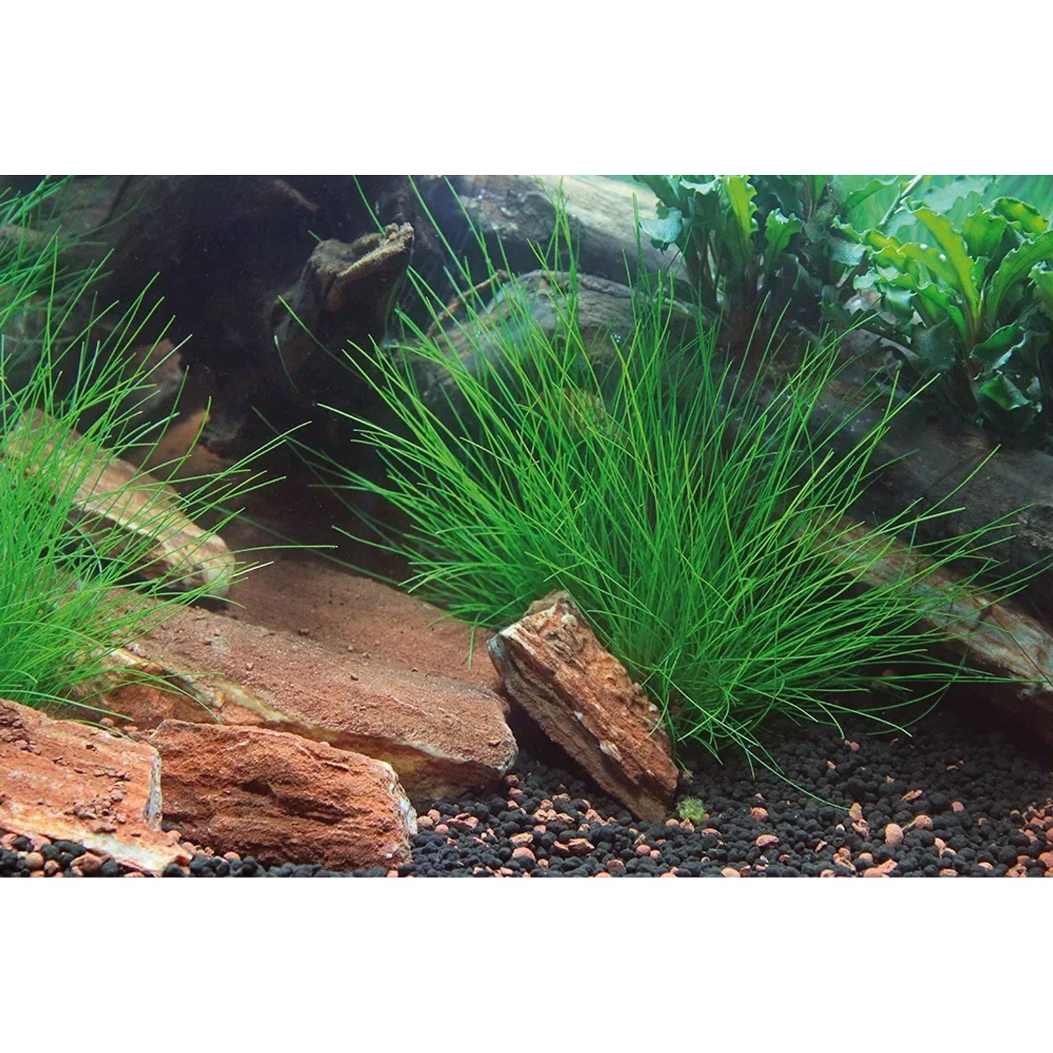 Dennerle Plants Eleocharis Acicularis Aquariumpflanze im Aquarium mit Steinen und Kies.