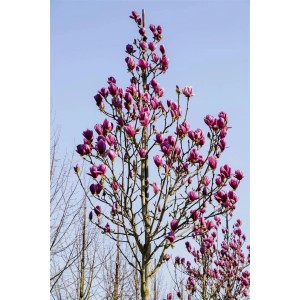 Magnolia Cleopatra mit purpurroten Blüten, ca. 80-100 cm hoch.