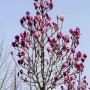 Magnolia Cleopatra mit purpurroten Blüten, ca. 80-100 cm hoch.