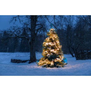 Verschneiter Weihnachtsbaum im Garten, dekoriert mit bernsteinfarbenen Konstsmide Micro LED Büschellichterkette.
