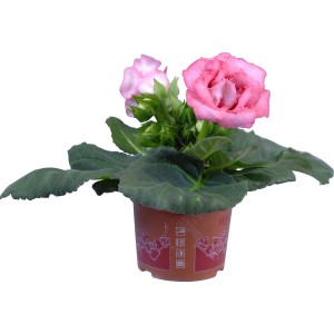 Gloxinie Sinningia Sonata Mix im Topf, rosa Blüten und grüne Blätter.