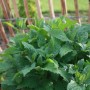 Frische, grüne Zitronenmelisse (Melissa officinalis) im Topf, ideal für Tee und Küche.