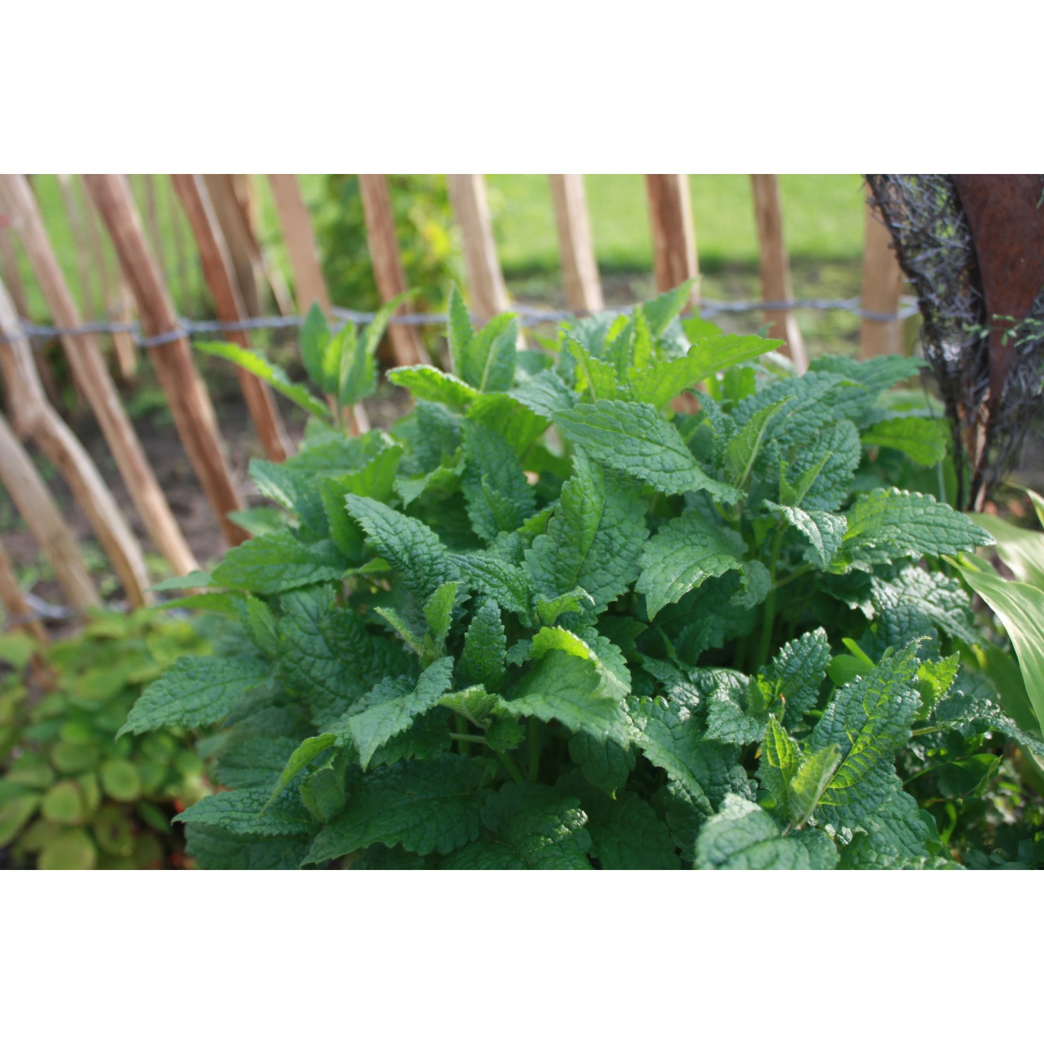 Frische, grüne Zitronenmelisse (Melissa officinalis) im Topf, ideal für Tee und Küche.
