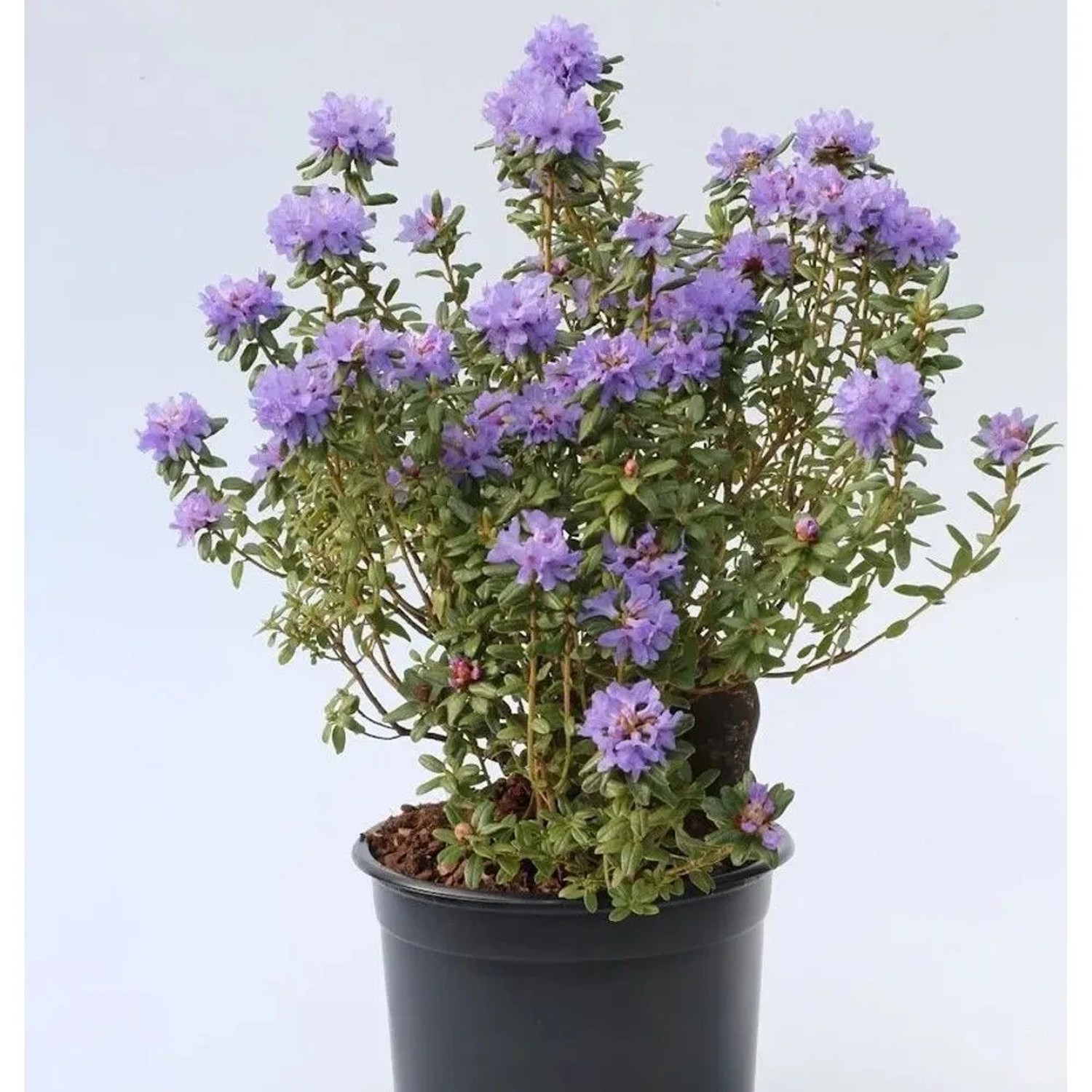 Rhododendron intricatum 15-20cm - Alpenrose