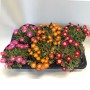 Mittagsblume 'Jewel' in verschiedenen Farben im Topf, ca. 17-25 cm hoch.