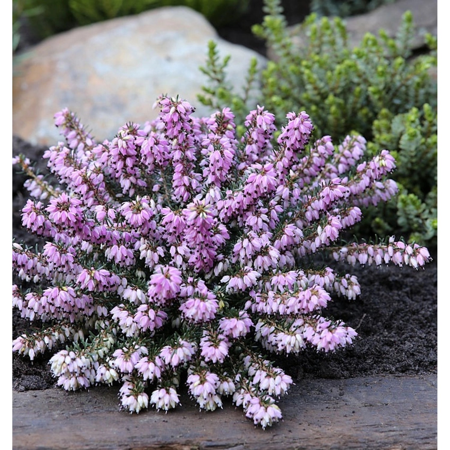 10x Winterheide Columbia - Erica carnea günstig online kaufen