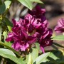 Dunkelvioletter Rhododendron Hybr. Polarnacht (40–50 cm) mit grünen Blättern.