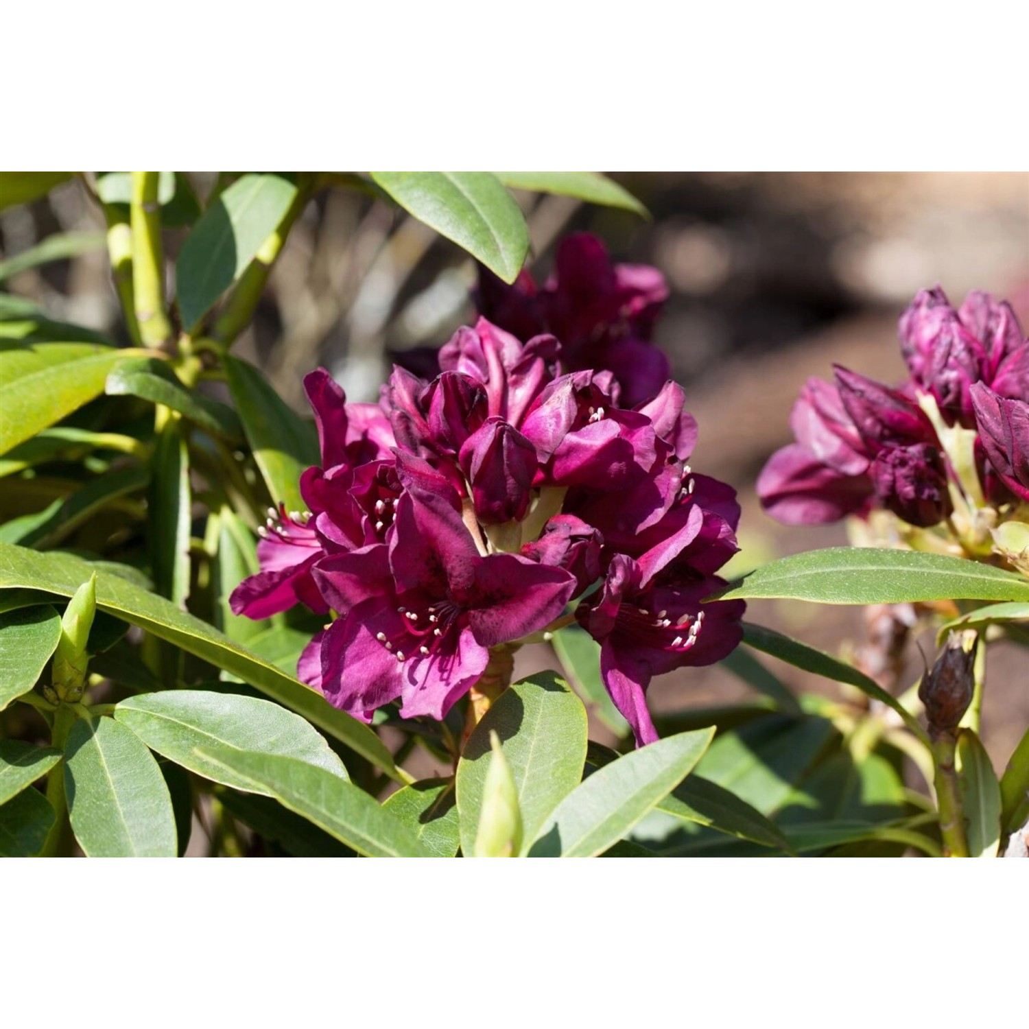 Rhododendron Hybr. Polarnacht Dunkelviolett 40–50 cm günstig online kaufen