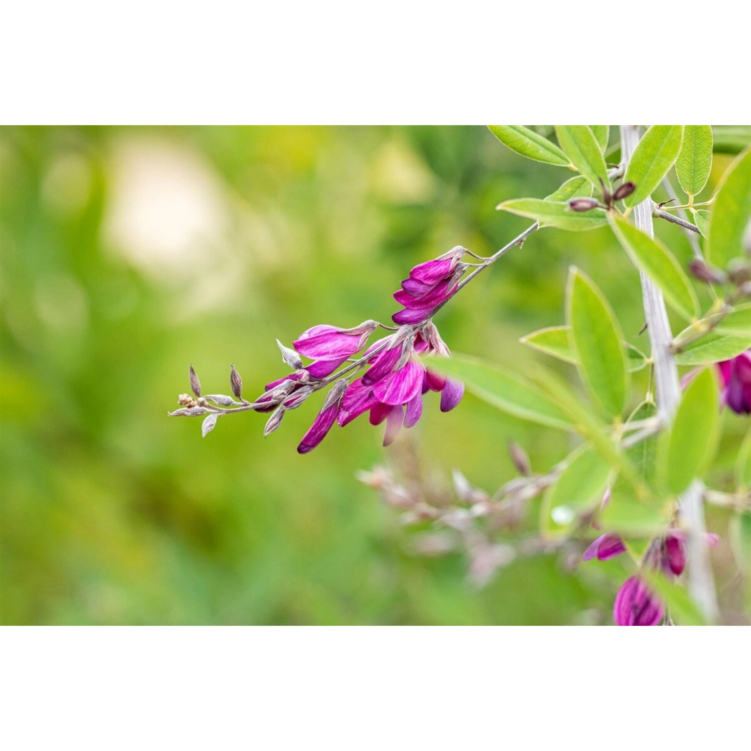 Lespedeza Thunbergii Buschklee 60-100 cm günstig online kaufen