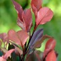 Nahaufnahme einer Glanzmispel Red Robin (Photinia) mit leuchtend roten Blättern.