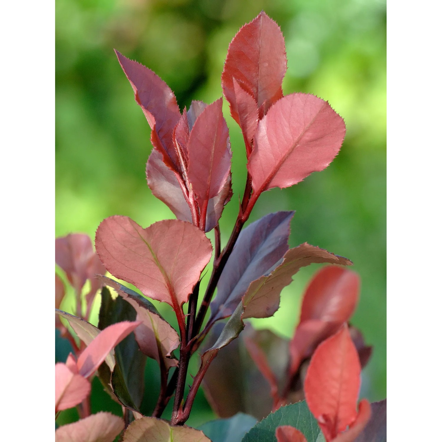 Nahaufnahme einer Glanzmispel Red Robin (Photinia) mit leuchtend roten Blättern.