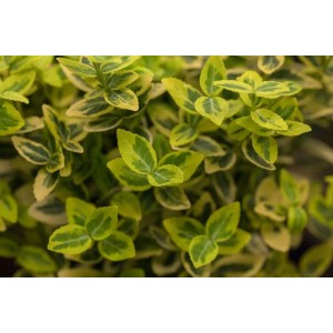 Detailaufnahme des Euonymus Emerald'n Gold Spindelstrauchs mit gelb-grünen Blättern.