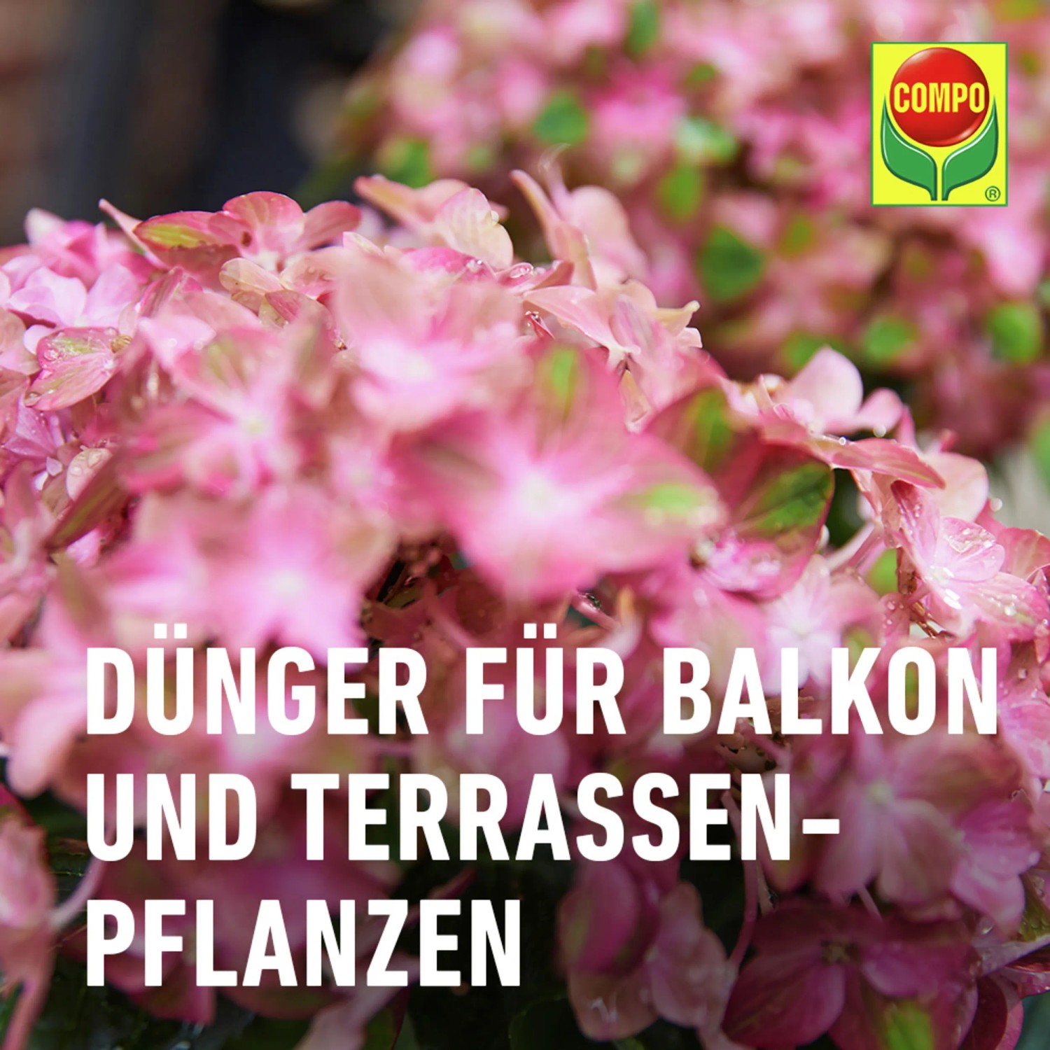 Compo Flssigdnger fr Blumen 1 l kaufen bei OBI