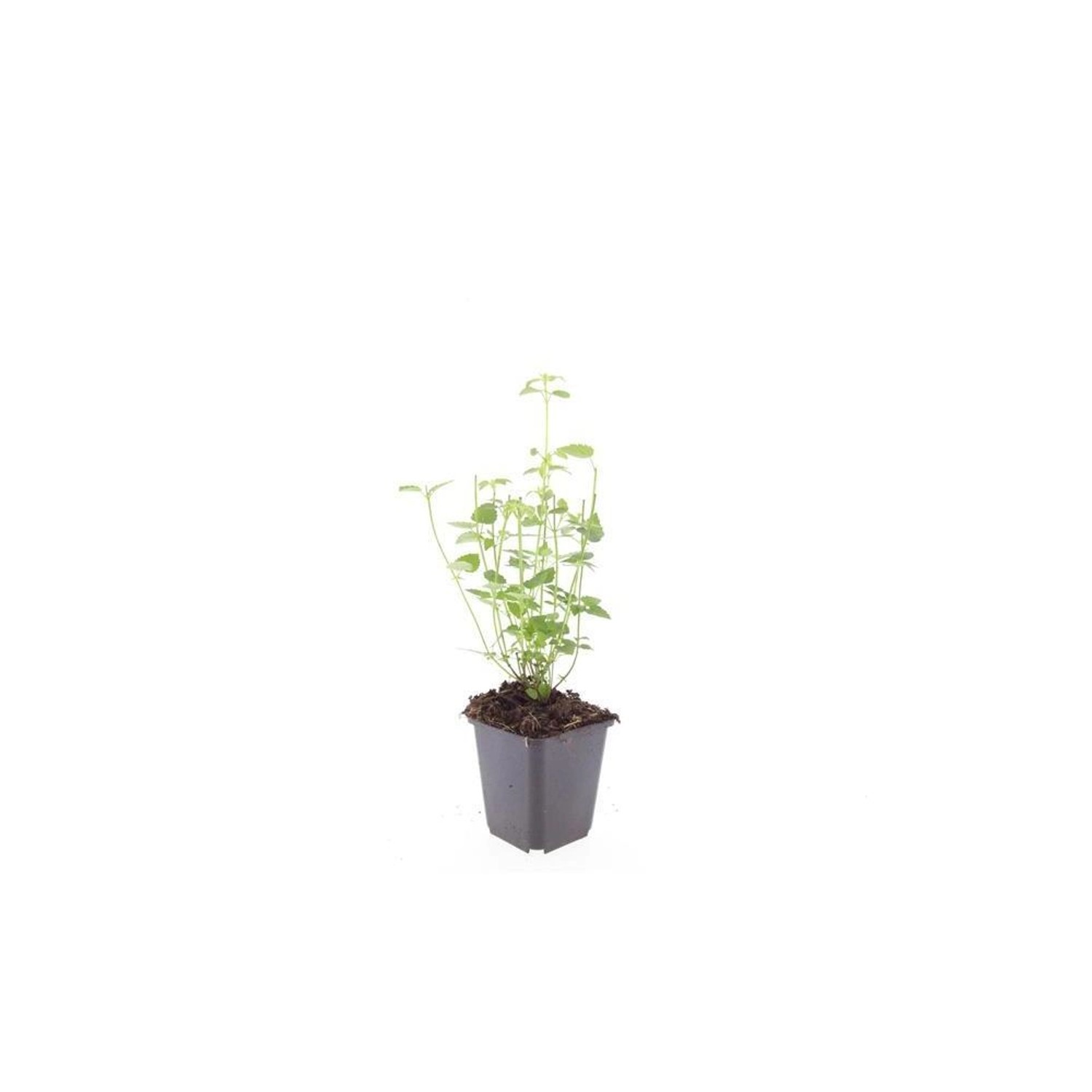 Exotenherz Zierstaude Duftnessel Agastache Rugosa Black Adder 9cm Topf Set günstig online kaufen
