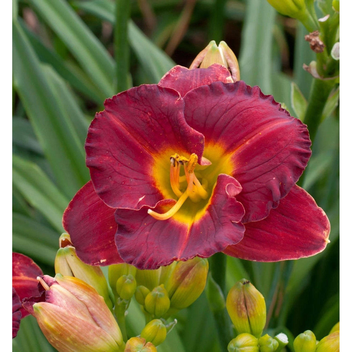 Taglilie Highland Love - Hemerocallis cultorum günstig online kaufen