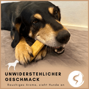 Hund kaut genüsslich auf Supravit Yak Kaukäse (Größe M). Ideal als Kauknochen & zur Zahnpflege.