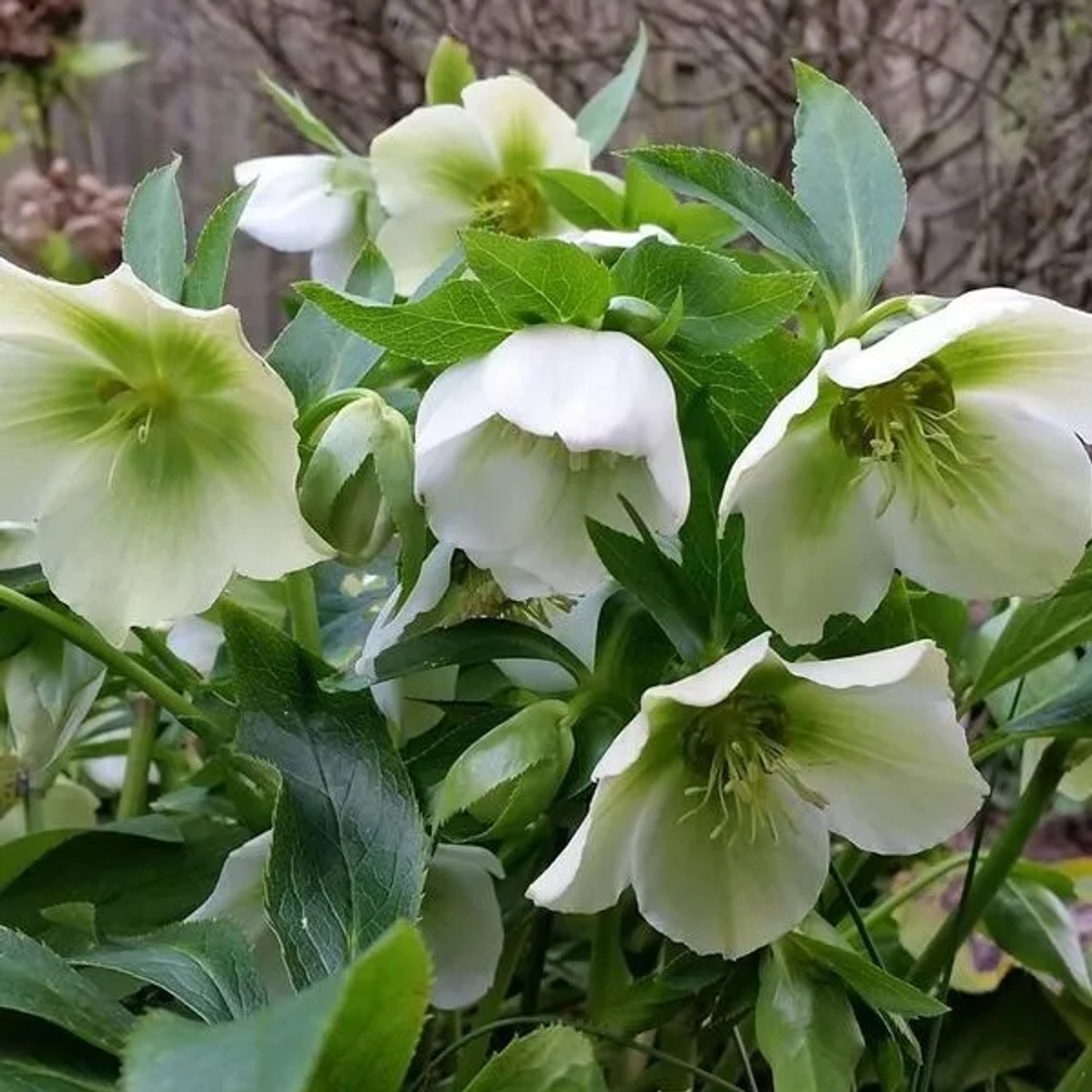 6 x Lenzrose 'White Lady' Helleborus orientalis Topf 9cm Weiße Blüten