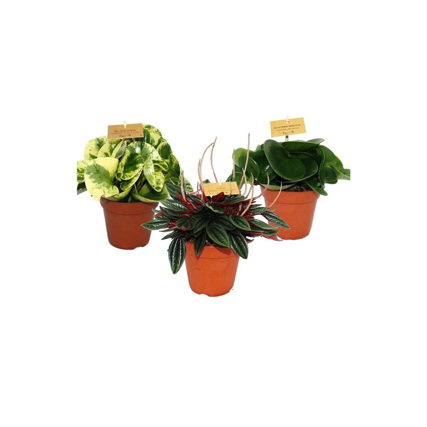 Exotenherz Zwergpfeffer-3Er Set Peperomia Eden-Mix 3 Pflanzen im 12cm Topf günstig online kaufen