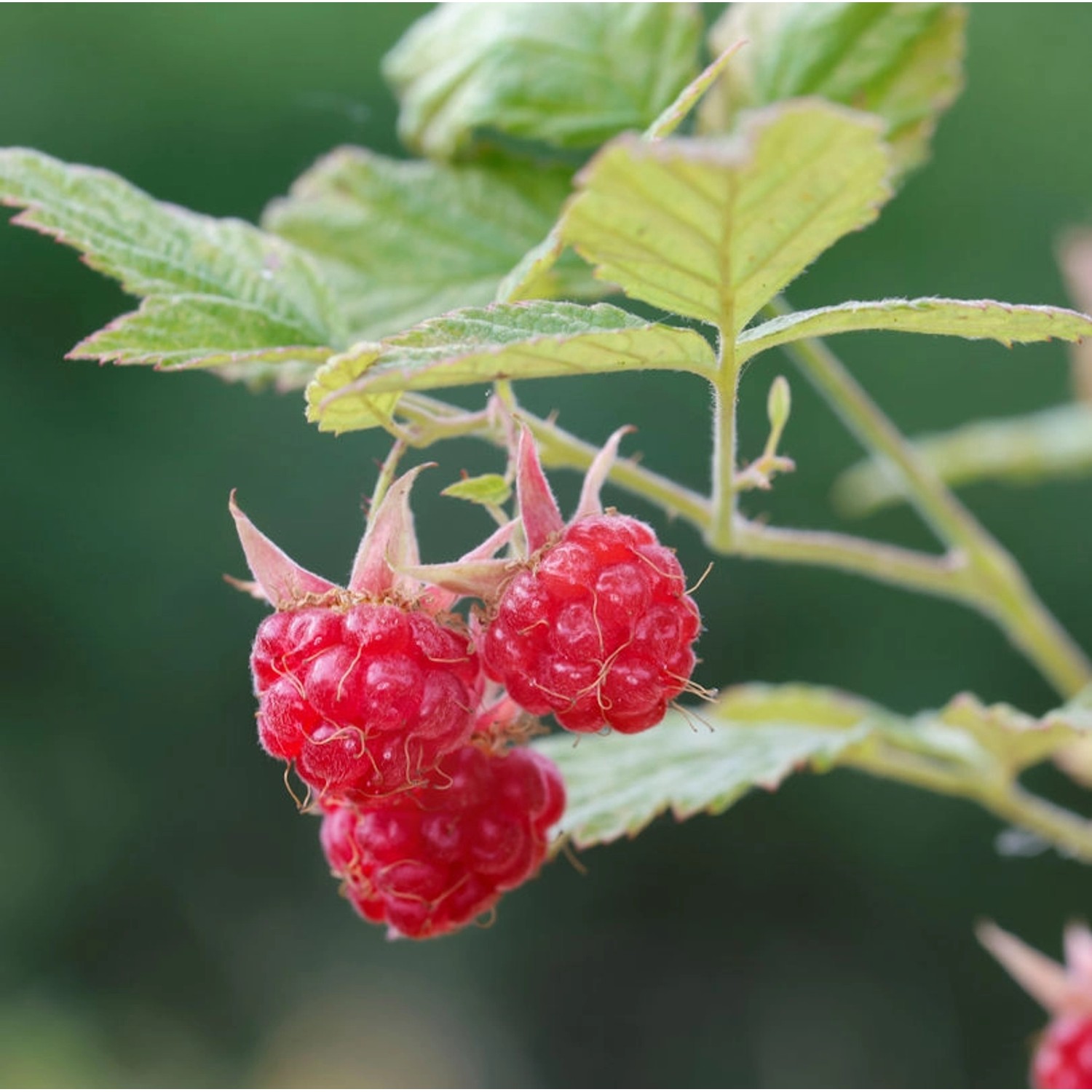 Himbeere Glen Clova - Rubus idaeus günstig online kaufen