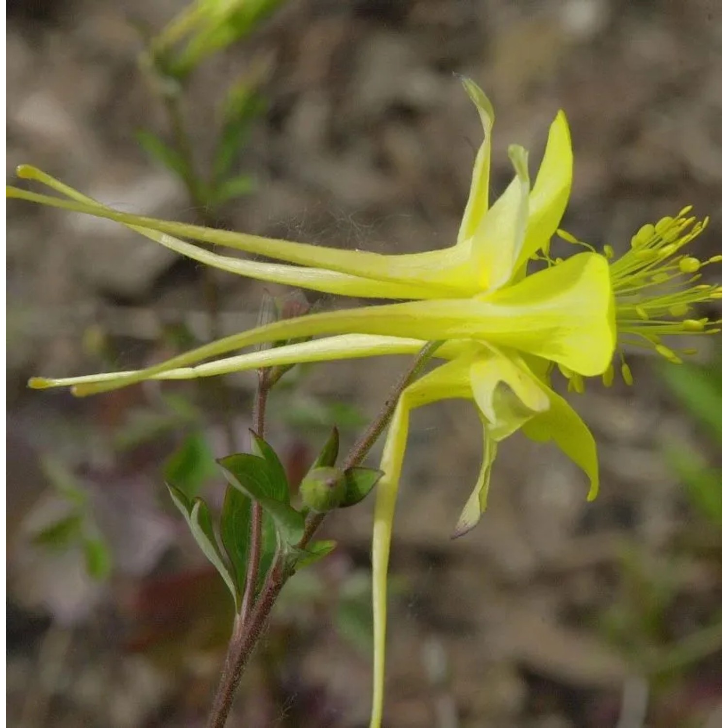 Akelei Denver Gold - Aquilegia chrysantha