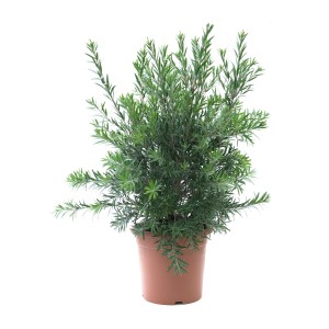 Zylinderputzer (Callistemon citrinus) im Topf, eine attraktive Kübelpflanze von GROW by OBI.