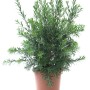 Zylinderputzer (Callistemon citrinus) im Topf, eine attraktive Kübelpflanze von GROW by OBI.