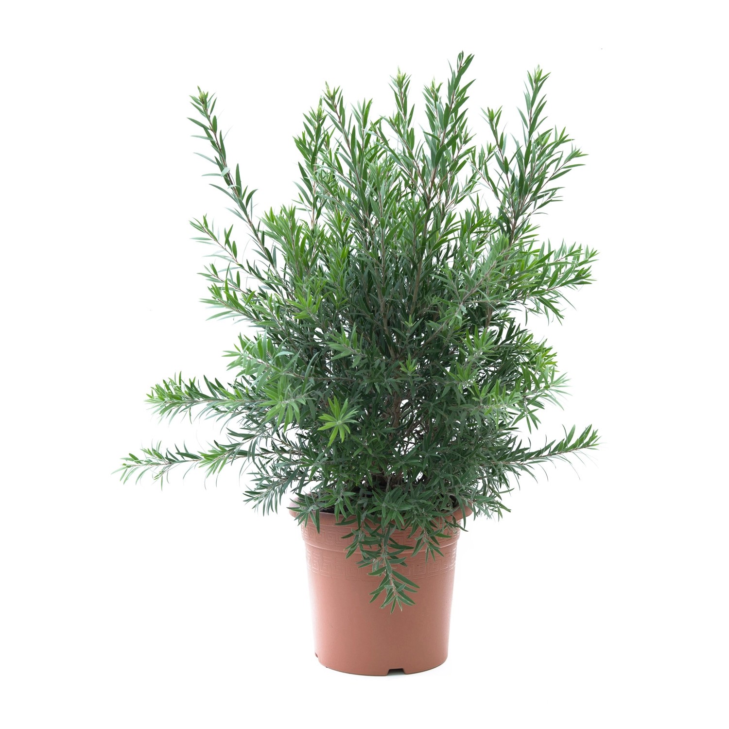 GROW by OBI Zylinderputzer 60/80 cm Topf ca. 10 l Callistemon citrinus