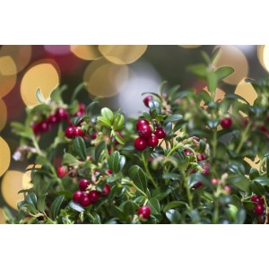 Immergrüne Preiselbeere (Vaccinium Vitis-Idaea) im Topf mit roten Beeren und grünen Blättern.