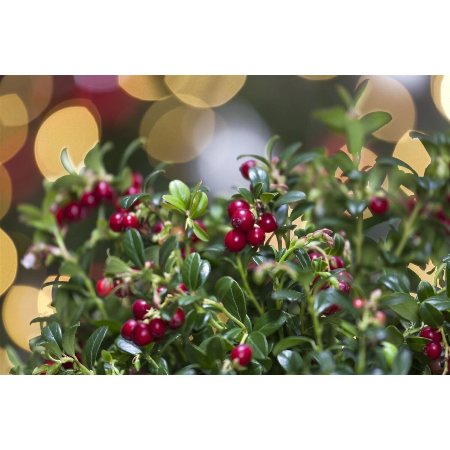 Vaccinium Vitis-Idaea Preiselbeere Immergrün Ca. 9x9 Cm Topf günstig online kaufen