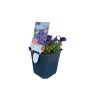 Blaukissen Royal Blue im 9 cm Topf, Aubrieta mit kleinen, blauen Blüten.