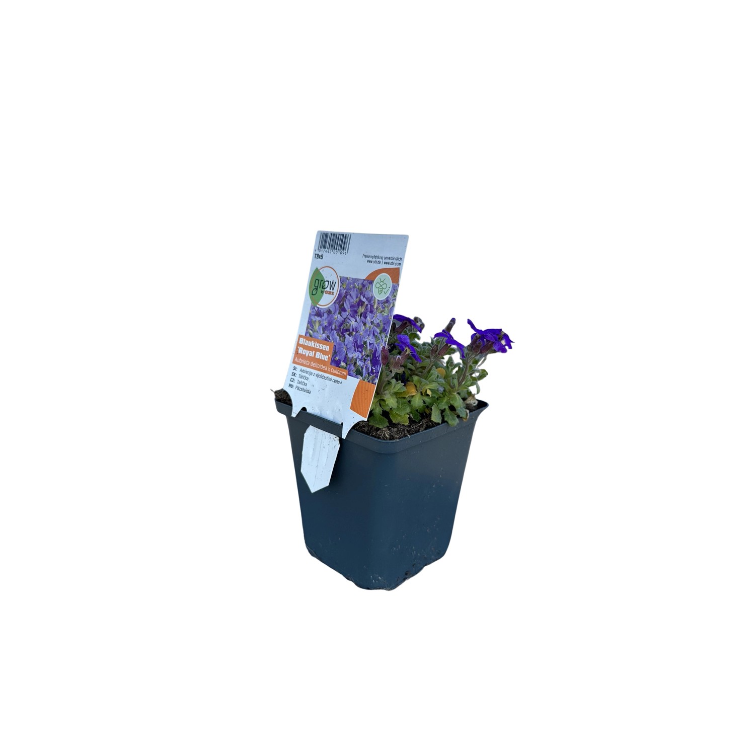 GROW by OBI Blaukissen Royal Blue Blau Topf-Ø ca. 9 cm x 9 cm Aubrieta günstig online kaufen