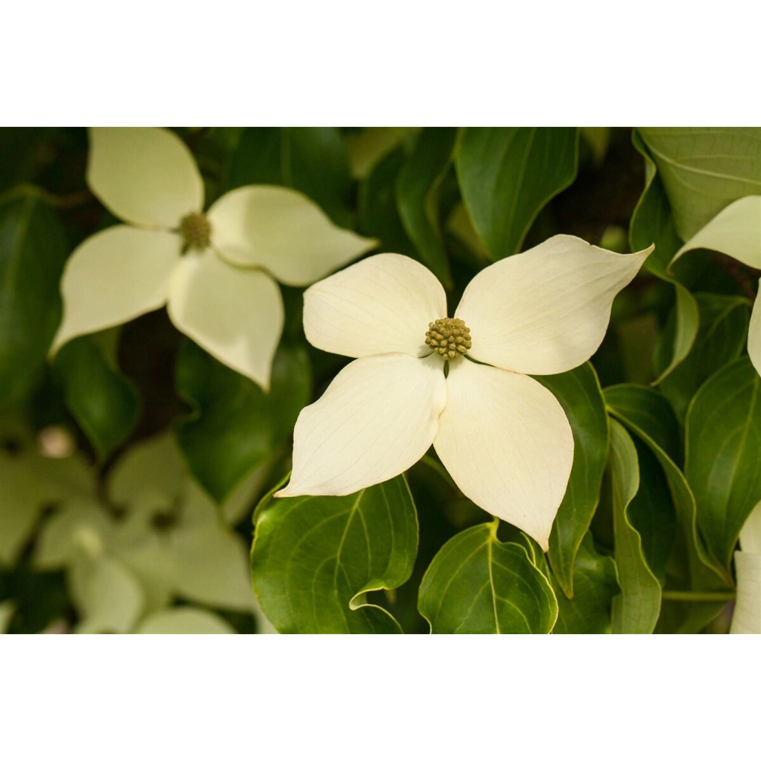 Cornus Kousa Chinensis Claudia Chinesischer Blumen-Hartriegel 60–80 cm günstig online kaufen