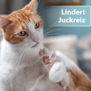 Katze kratzt sich, Felisept Hautpflegespray hilft bei Juckreiz und Hautirritationen.