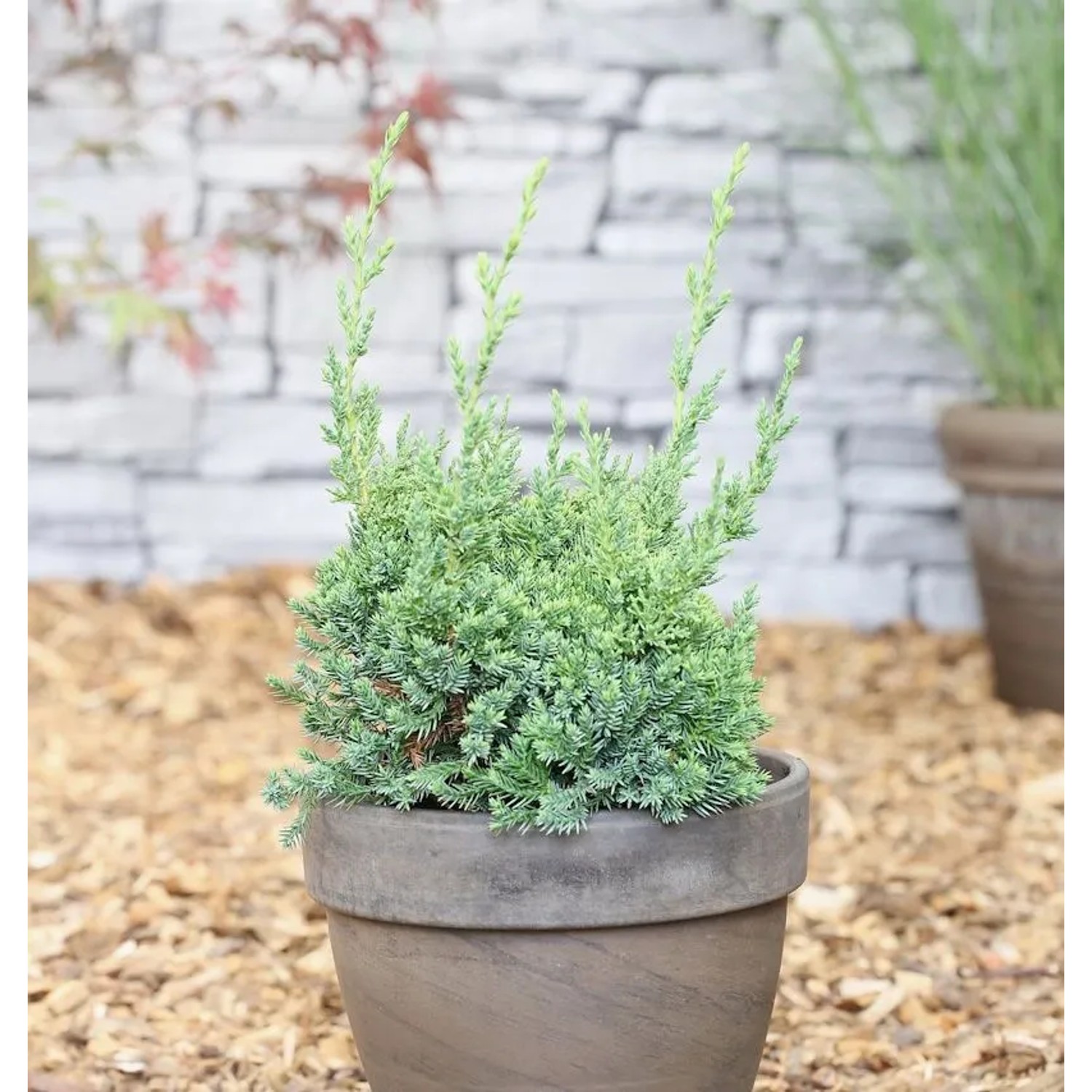 Strauchwacholder Robust Green 30-40cm - Juniperus chinensis