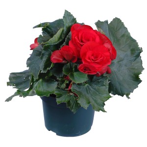 Rote GROW by OBI Begonie Elatior im Topf (ca. 13 cm Ø).