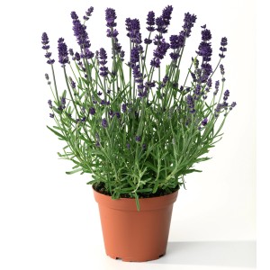 Bienenfreundliche Staudenmischung im Topf, ca. 32 cm hoch, mit lila Blüten.