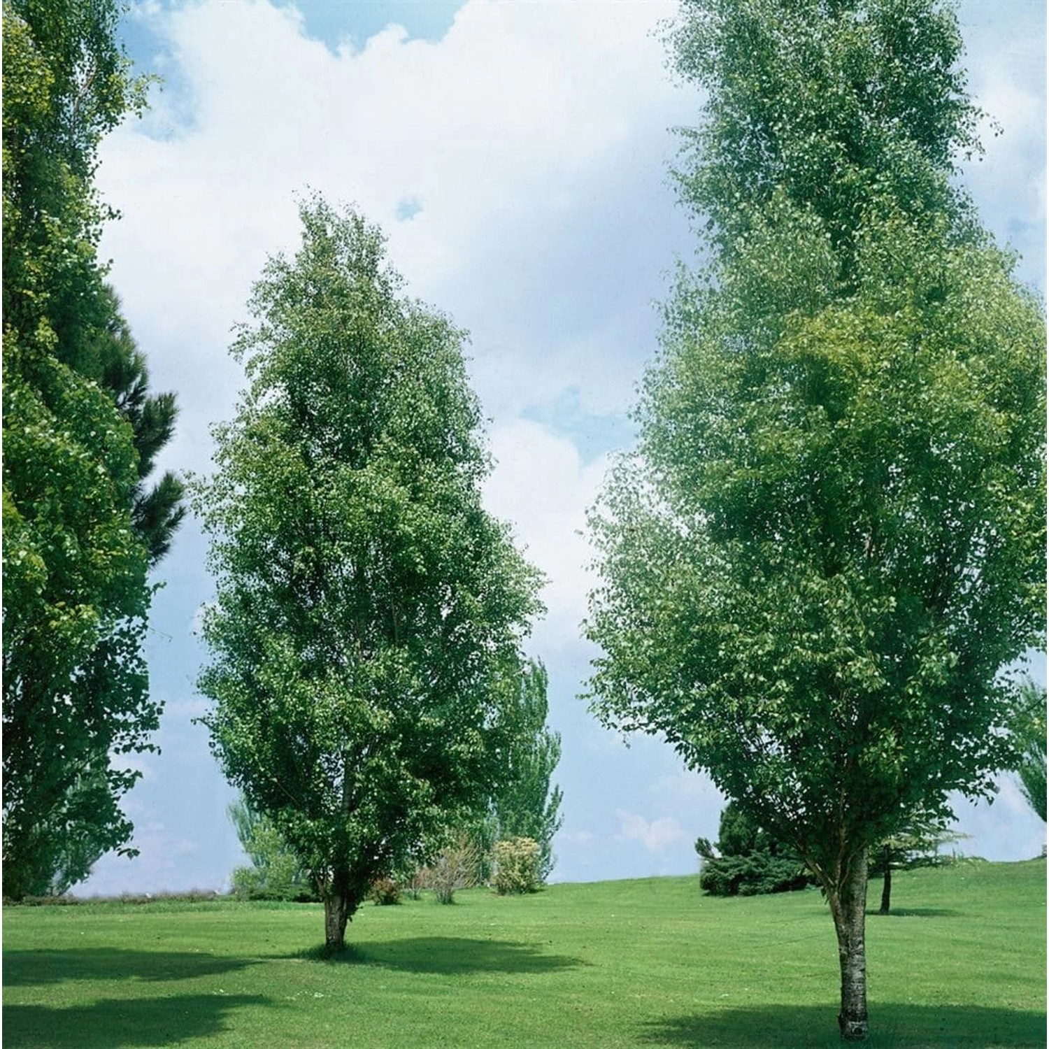Betula Pendula Golden Obelisk Hänge-Birke Goldgelb 100–125 cm günstig online kaufen