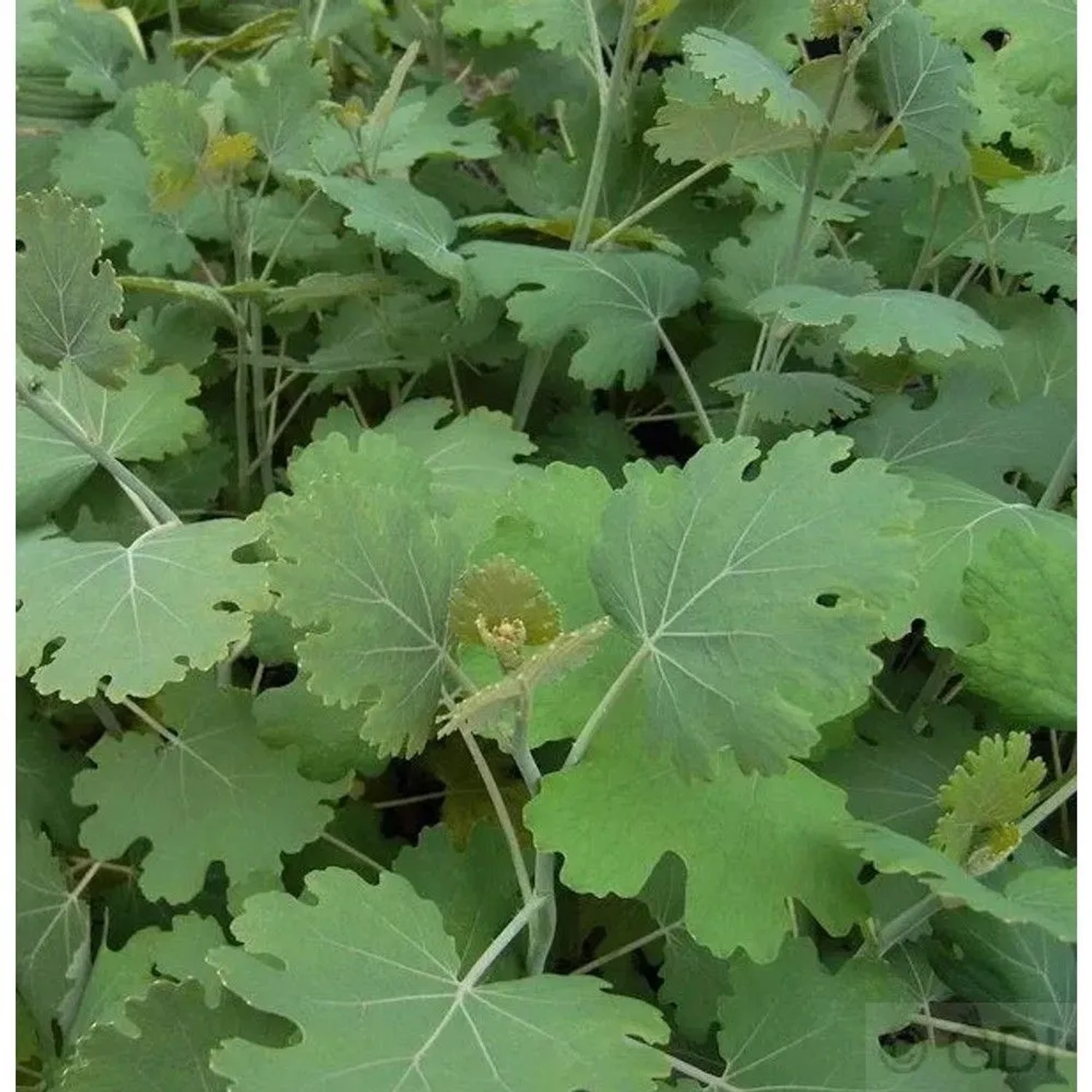 Federmohn - Macleaya cordata