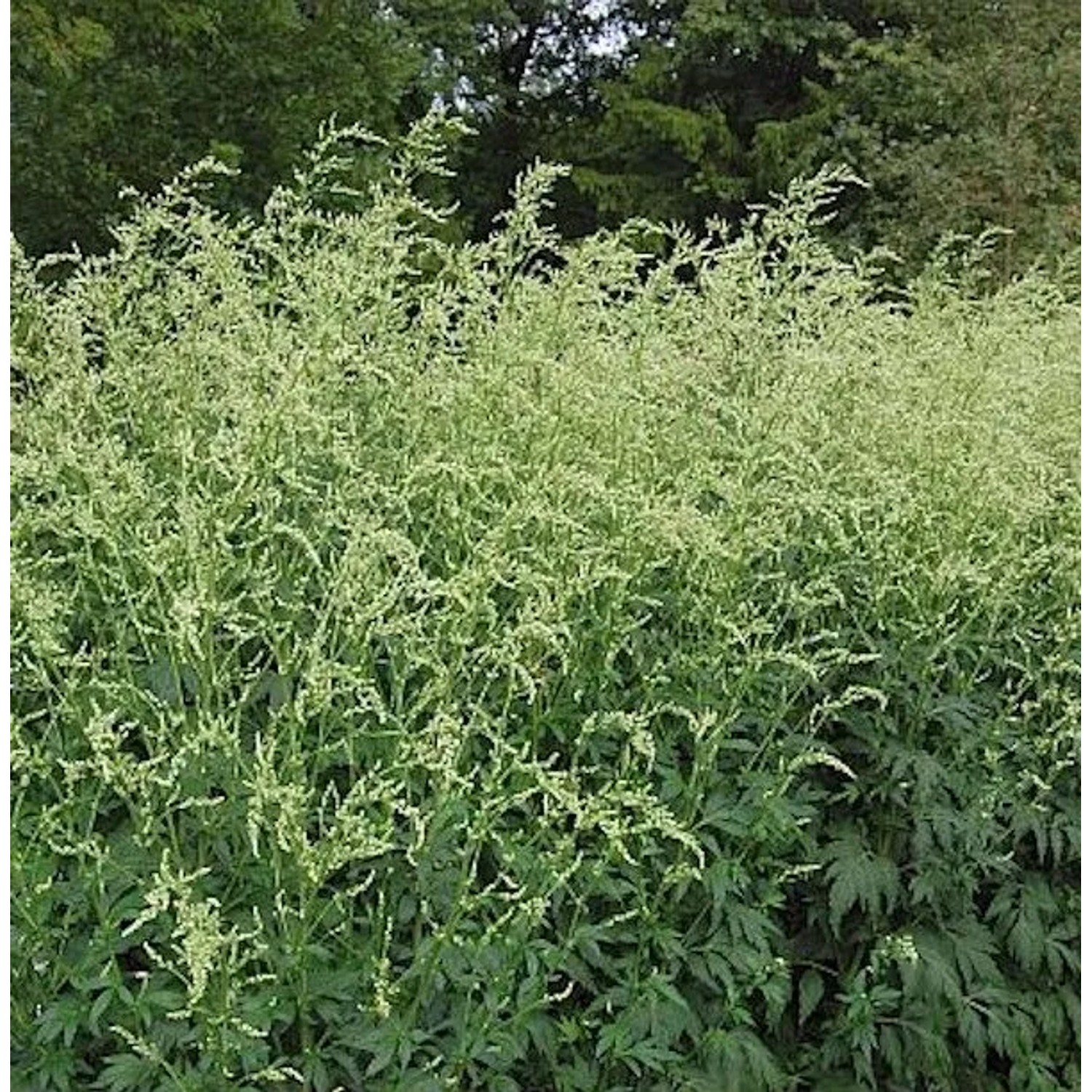 Weisser Chinabeifuss - Artemisia,actiflora