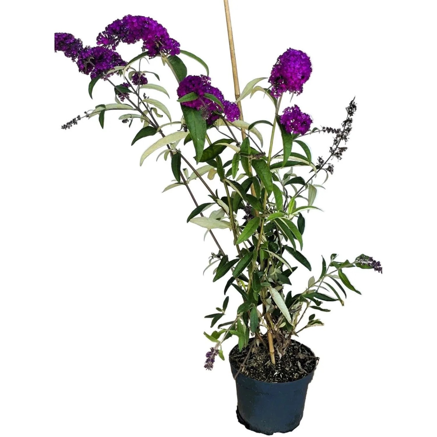 Baumfink Sommerflieder Royal Red als Topfpflanze 40-60cm