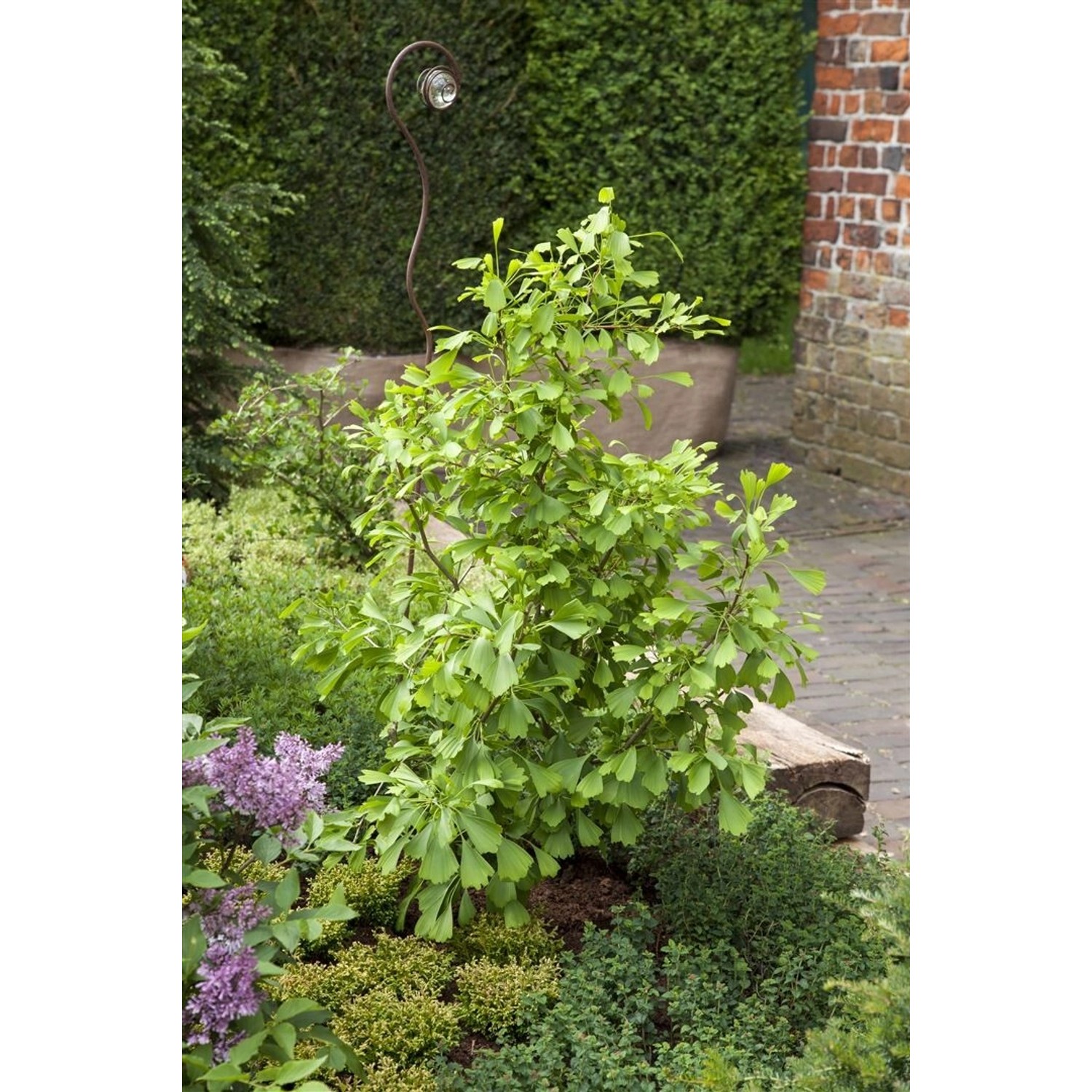 Ginkgo Biloba Saratoga Fächerblattbaum 80–100 cm günstig online kaufen