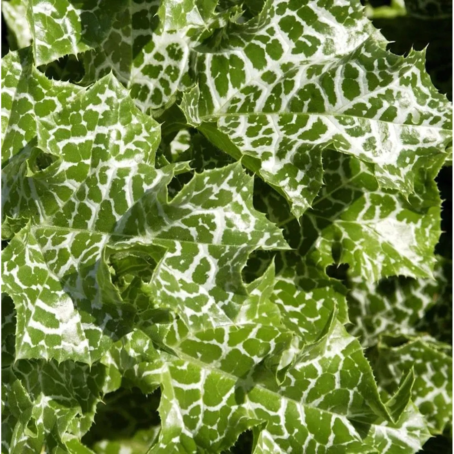 Mariendistel - Silybum marianum