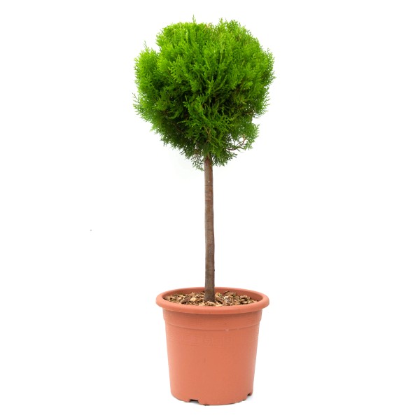 Winterharte Pflanzen kaufen bei OBI