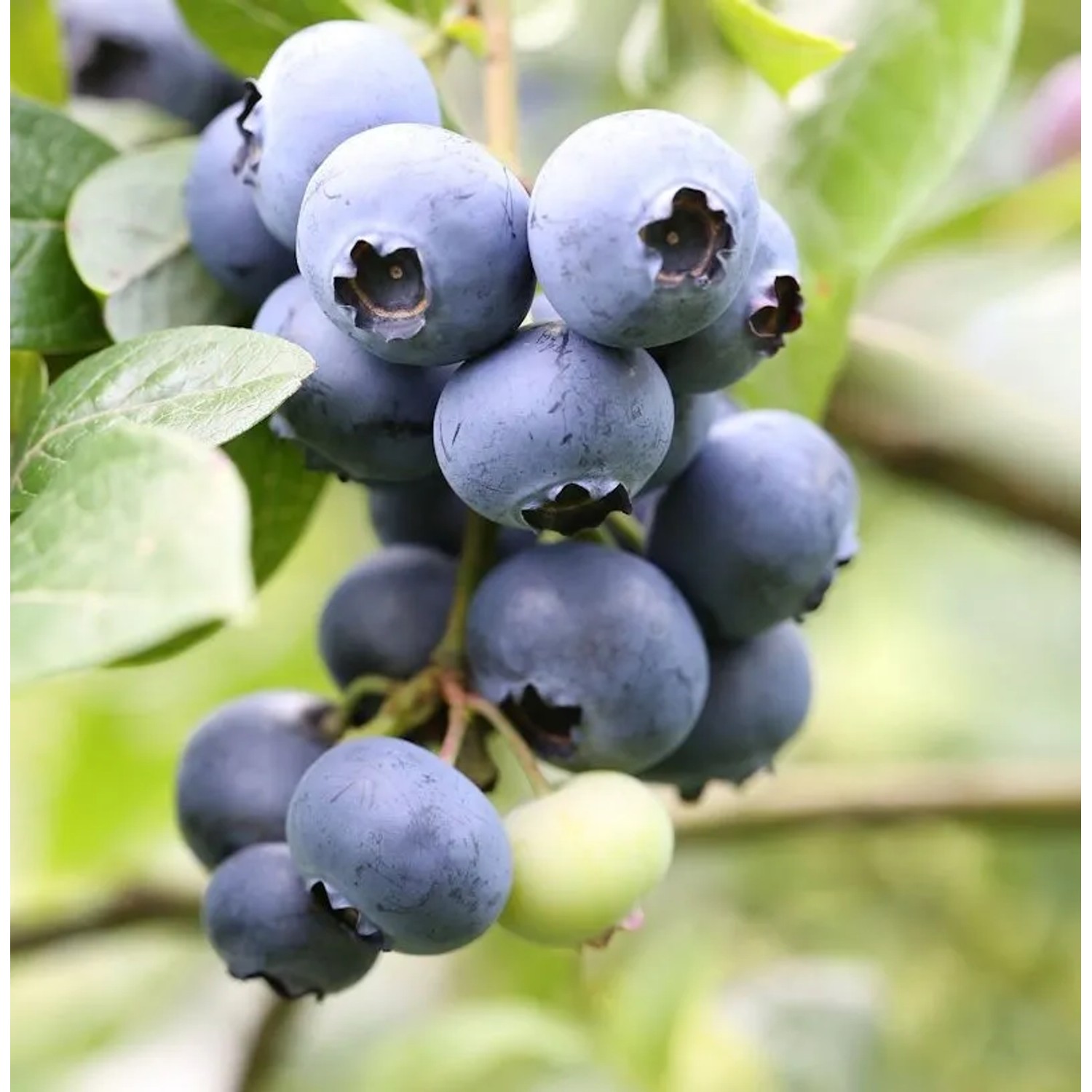 Heidelbeere Grover 30-40cm - Vaccinium corymbosum