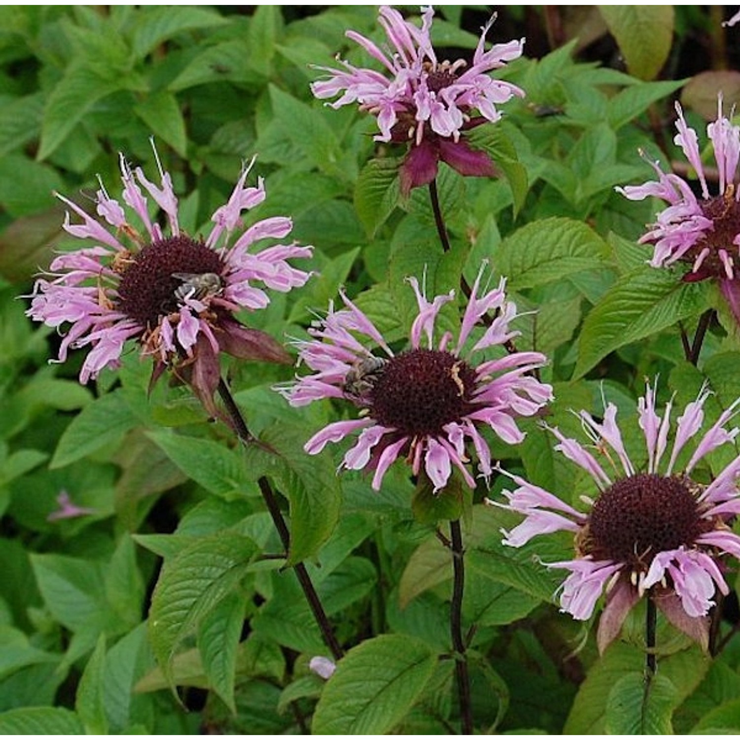 Indianernessel Beauty of Cobham - Monarda fistulosa günstig online kaufen