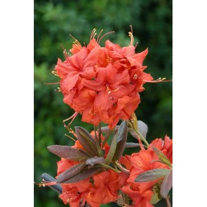 Leuchtend orangeroter Rhododendron Balzac (30–40 cm) mit Blütenstand im Detail.