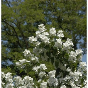 Gefüllter Gartenjasmin (Philadelphus) mit üppigen, weißen Blüten vor grünem Hintergrund.
