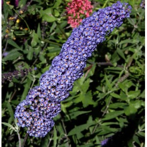 Nahaufnahme einer blauen Blüte des Sommerflieders 'Nanho Blue'.
