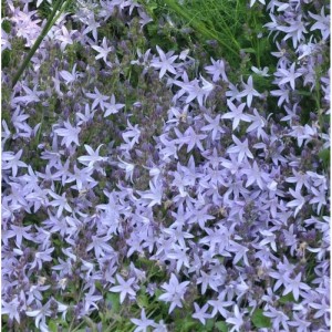 Blühende Glockenblume 'Blue Gown' (Campanula poscharskyana) im Garten.