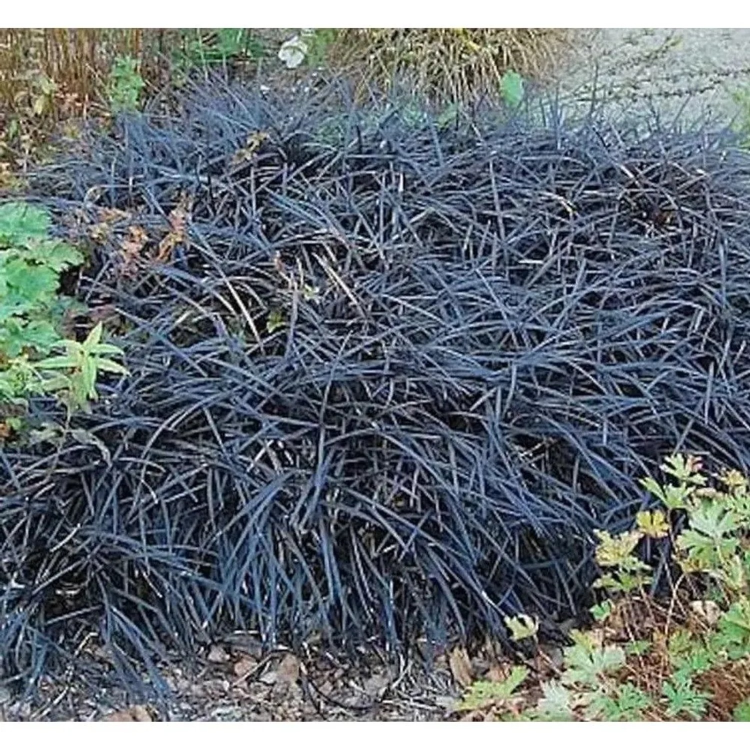 Dunkelblättriger Schlangenbart Niger - Ophiopogon planiscapus